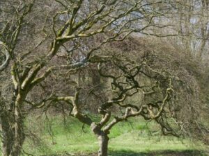 arbres curieusement tordus