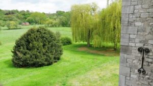 parc, bosquets et arbres